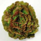 SALADE BATAVIA / FEUILLE DE CHENE